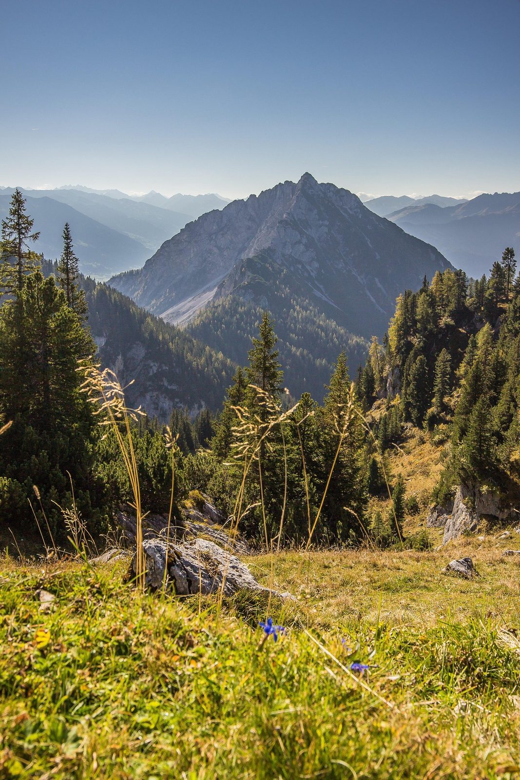 Berglandschap met bossen en een alpenweide