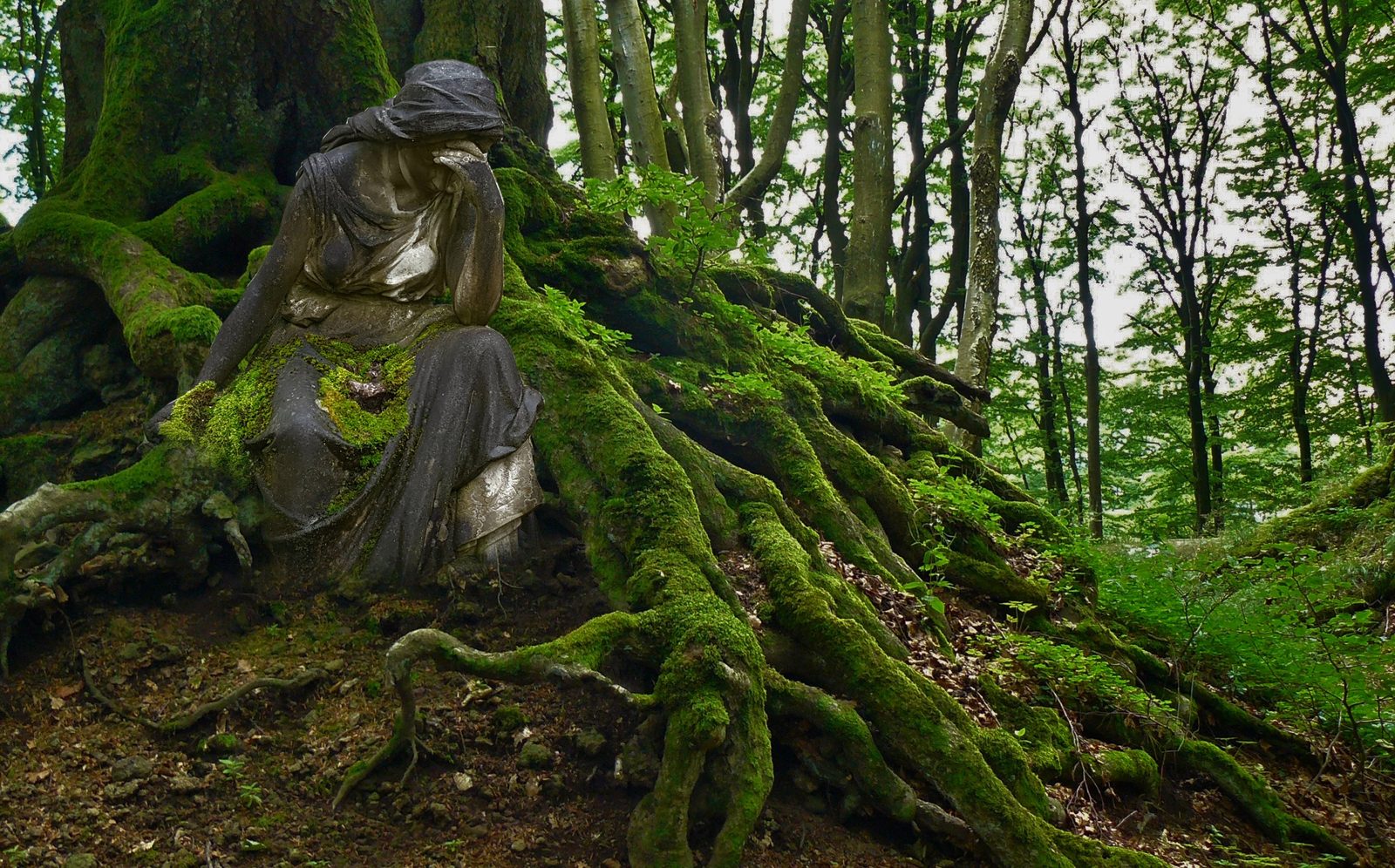 Een beeld tussen de mosgroene wortels van een oude boom